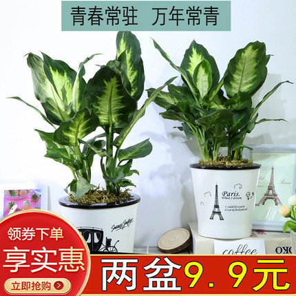 小冤家万年青盆栽卧室内办公植物粉黛花卉绿植银皇后净化空万年青