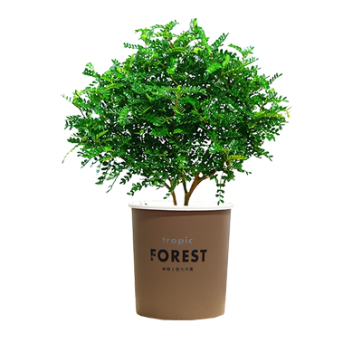 清香木室内客厅办公四季常青驱蚊