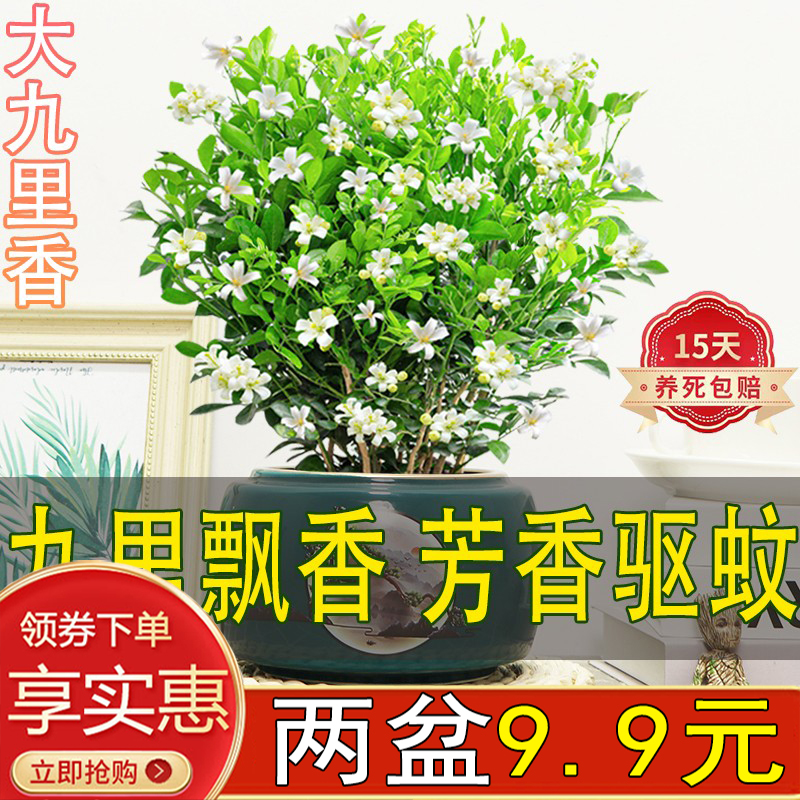 驱蚊九里香盆栽绿植花卉室内客厅好养易活四季芳香花苞植物百里香