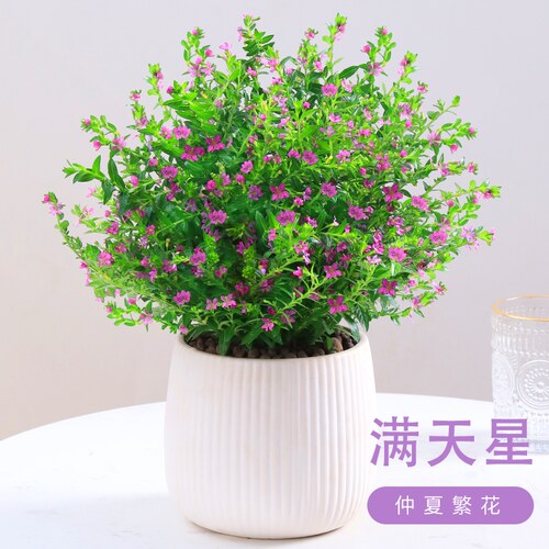 满天星盆栽花卉室内常绿