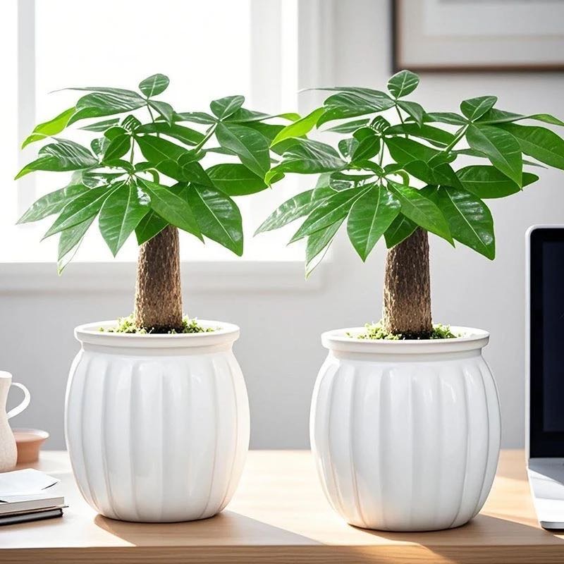 【买一送一】发财树小盆栽室内办公室绿植水培好养四季常