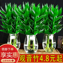 观音竹富贵转运竹水养培玻璃花瓶植物荷花卉盆栽室内客厅常绿花卉