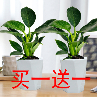 金钻绿公主盆栽室内绿植花卉四季常绿水培懒人盆栽吸水盆客厅桌摆