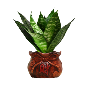 虎皮兰青叶虎耳兰室内客厅好养活四季常青虎尾兰美观耐旱陶瓷盆