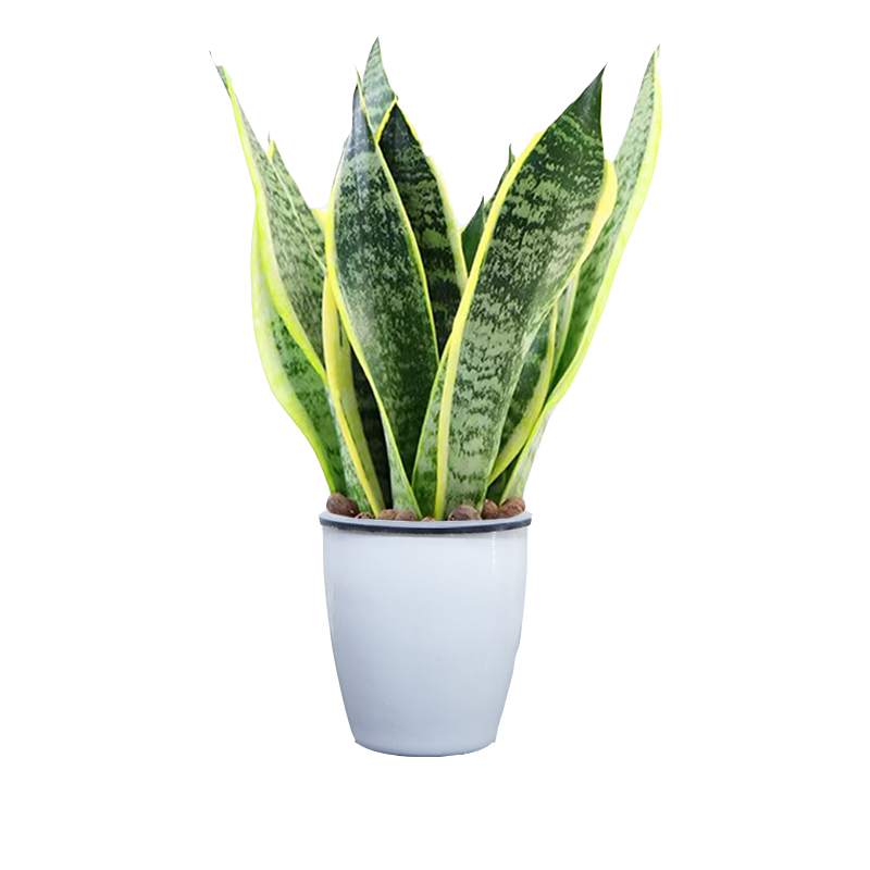 金边虎皮兰盆栽绿植青叶虎耳兰室内客厅懒人好养易活耐旱四季常青