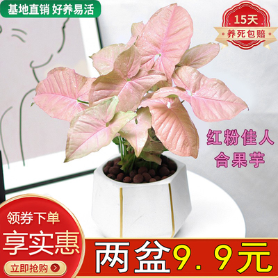 红粉佳人合果芋彩叶芋盆栽绿植粉色恋人桌面室内花卉好养易活美观
