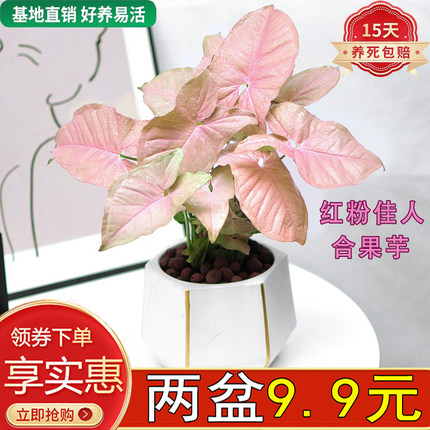 红粉佳人合果芋彩叶芋盆栽绿植粉色恋人桌面室内花卉好养易活美观