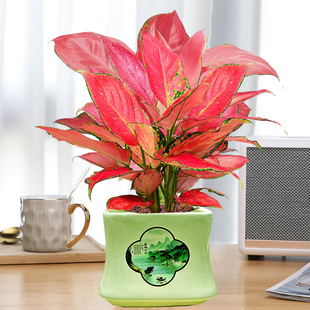 吉利红杜鹃发财树绿萝盆栽陶瓷花盆花卉绿植室内植物四季文竹栀子