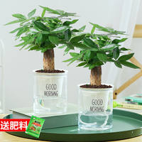 Money tree potted plants, ceramic potted plants, indoor flowers, soil-grown bonsai, living room green plants, money tree flowers thumbnail 6