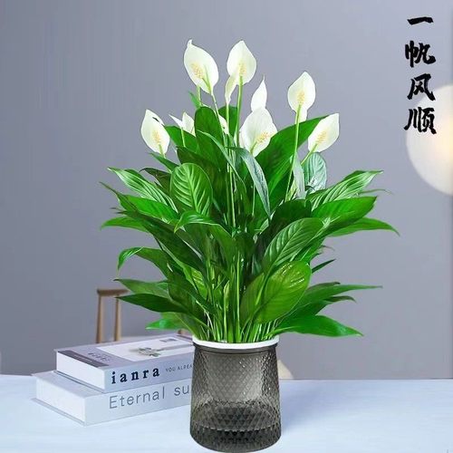 一帆风顺盆栽水培植物室内除甲醛