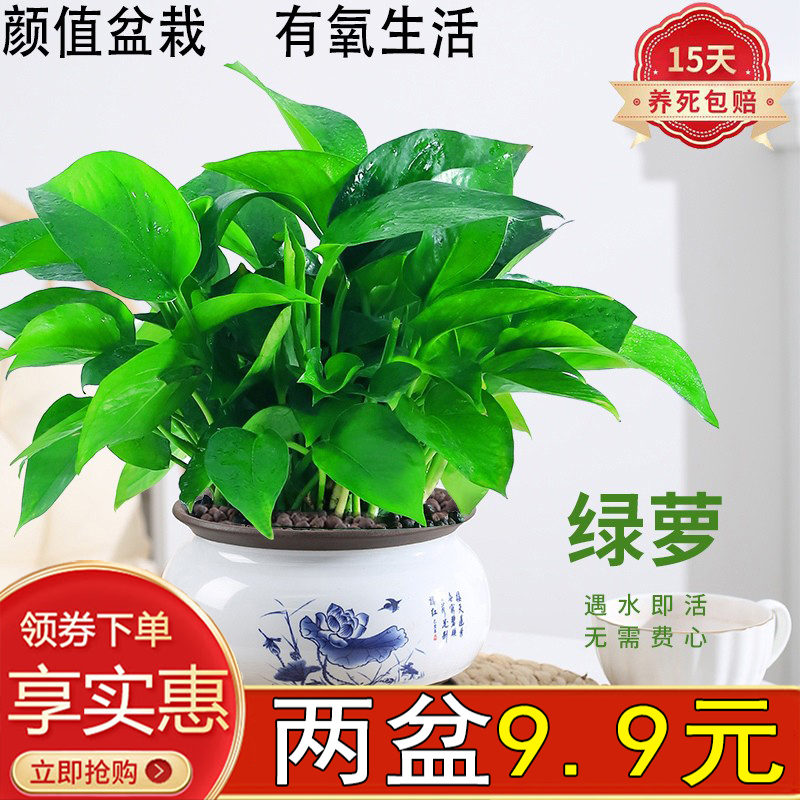 绿萝室内客厅除甲醛防辐射好养活