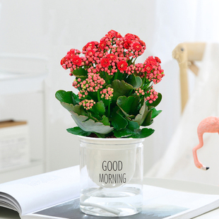 长寿花四季开花盆栽绿植花卉室内客厅好养活办公桌面小盆景带花苞