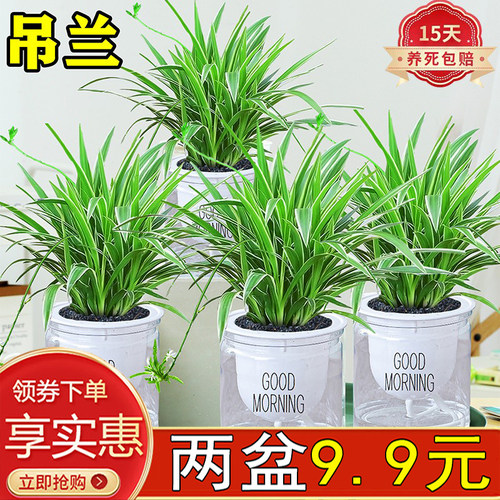 金边吊兰室内四季常青净化空气