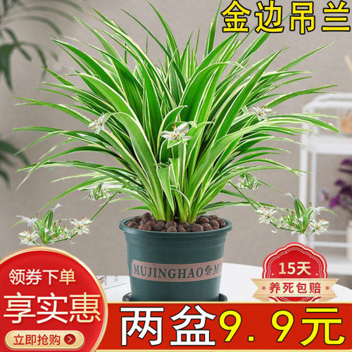 金边吊兰室内除甲醛防辐射好养活