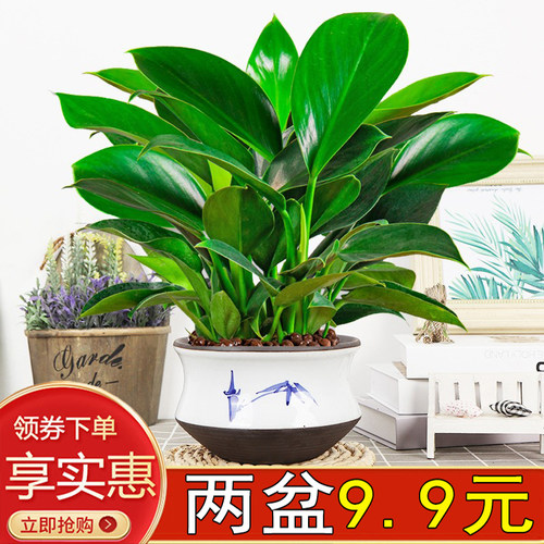 金钻绿公主盆栽花卉室内植物水培好养净化空气美观绿叶植物陶瓷盆 - 封面