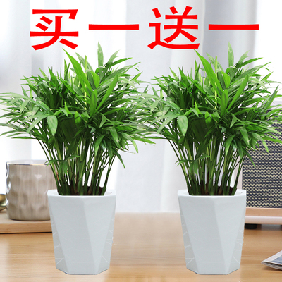 袖珍椰子盆栽室内绿植盆景四季常绿富贵椰子办公室内懒人植物花卉