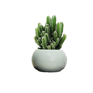 万重山多肉盆栽绿植陶瓷好养易活美观仙人掌植物室内客厅净化空气