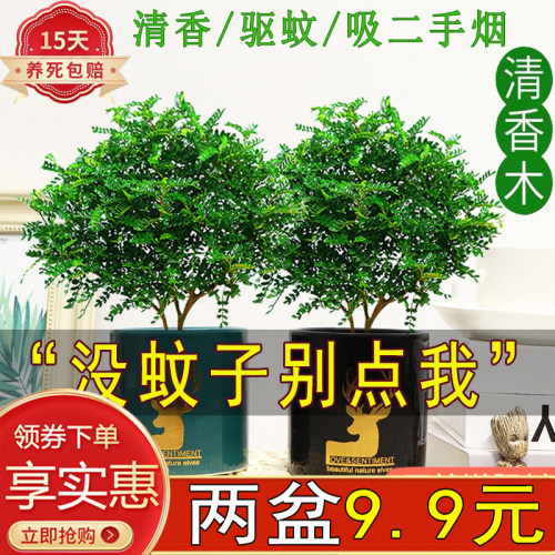 清香木室内四季常青驱蚊吸除甲醛