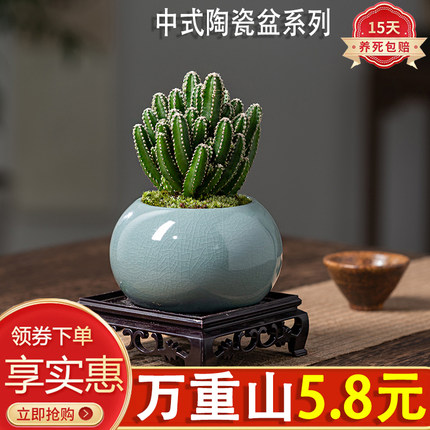 万重山多肉盆栽绿植陶瓷好养易活美观仙人掌植物室内客厅