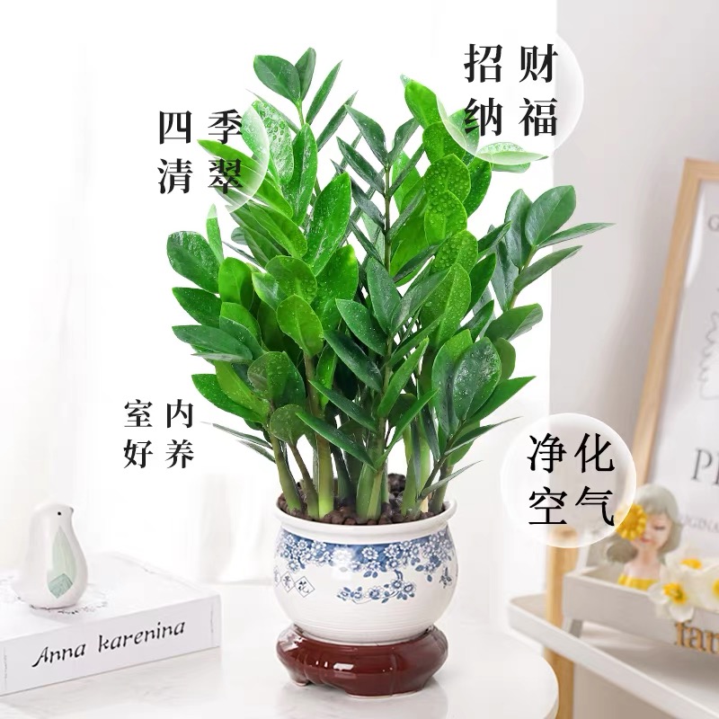 金钱树盆栽绿植物四季常绿观赏摇钱树发财树办公室内客厅水培植物