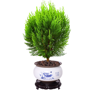 金柏扁柏大盆栽绿植室内客厅美观好养活水培四季常青侧柏树苗办公