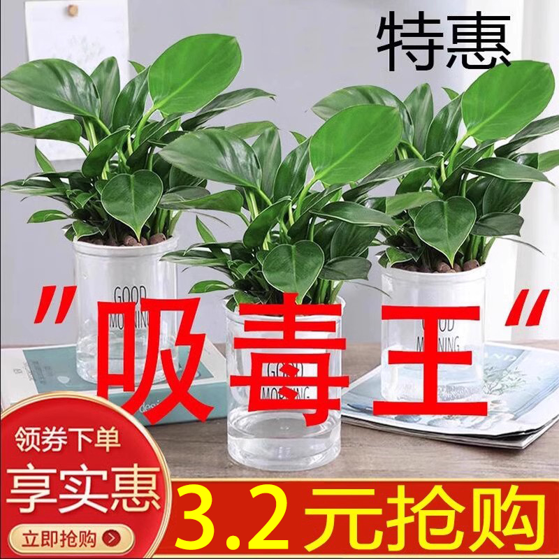 绿公主吸水盆栽吸醛陶瓷