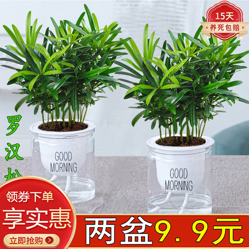 罗汉松室内办公四季常青水培好养