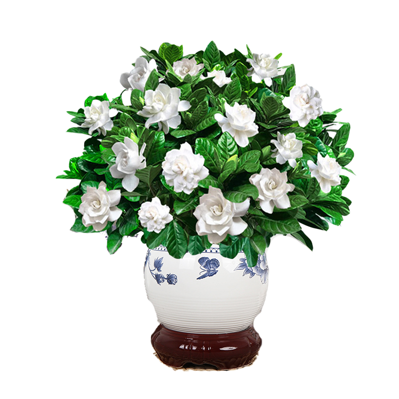 栀子花开花植物室内客厅香味四溢