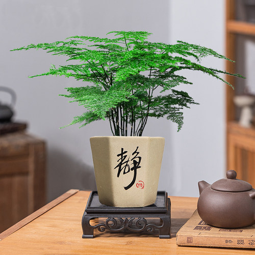 文竹办公桌书桌观赏陶瓷盆小盆栽