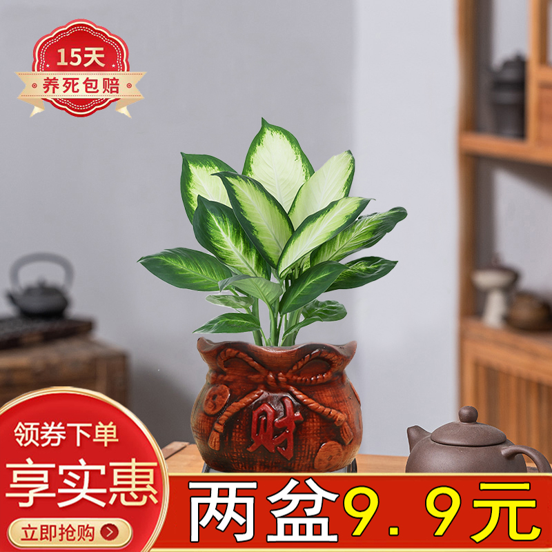 万年青陶瓷盆室内好养活小盆栽四季常青玛丽安粉黛绿叶办公室茶几