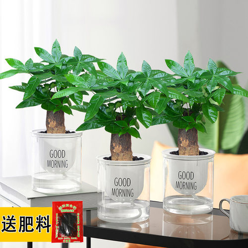 发财树盆栽室内水培懒人好养活