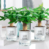 Money tree potted plants, ceramic potted plants, indoor flowers, soil-grown bonsai, living room green plants, money tree flowers thumbnail 4