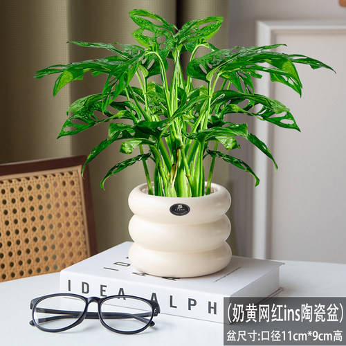 龟背竹盆栽室内四季常青陶瓷好养