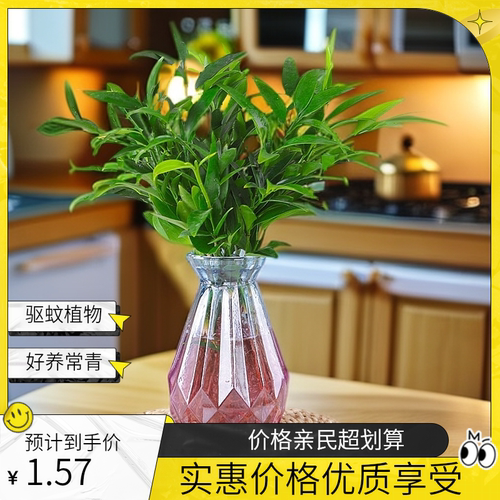 驱蚊竹柏水培盆栽四季常青