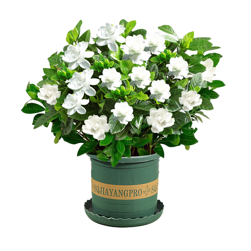 栀子花盆栽绿植花卉室内客厅阳台好养活带花苞开花浓香型树苗陶瓷