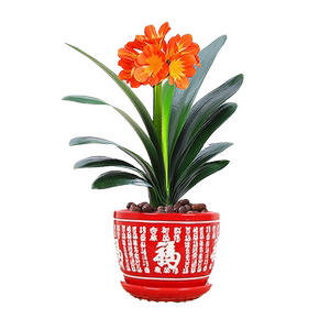 君子兰圆头元宝室内四季常青好养