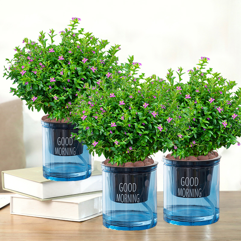 满天星花卉室内办公桌面好养活