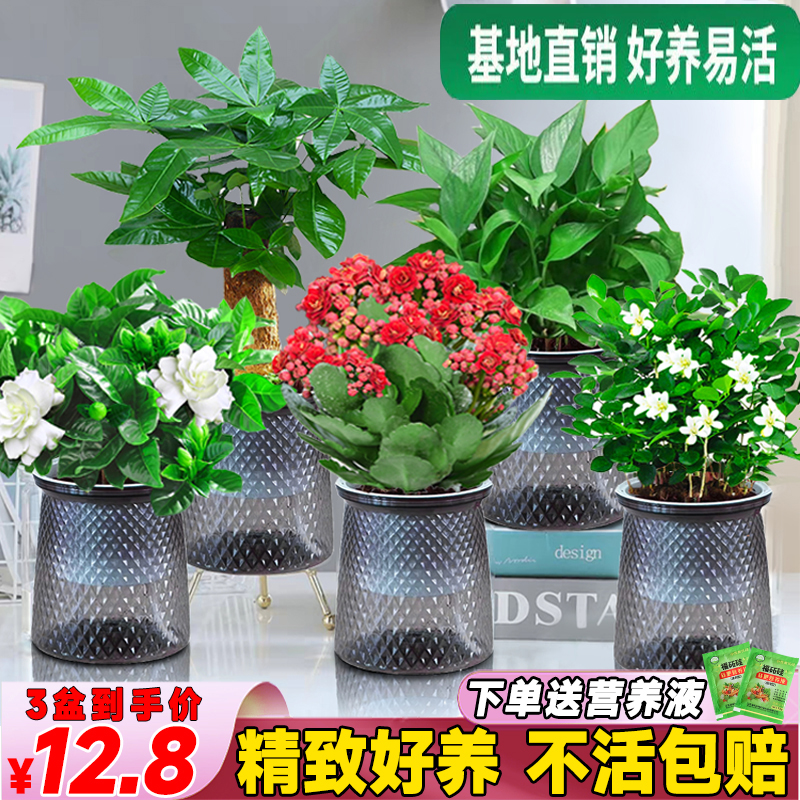 绿萝文竹客厅卧室四季常青好养活