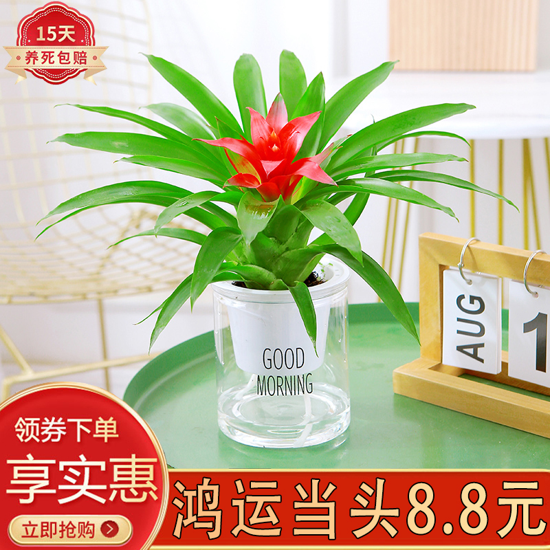 鸿运当头室内四季开花陶瓷好养活