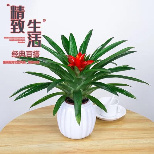 鸿运当头吸水盆盆栽植物室内花卉