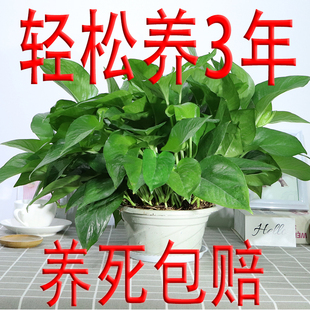绿萝盆栽室内绿植盆景四季 常绿盆栽花卉长藤大叶绿箩懒人植物