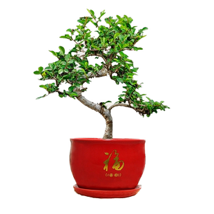 榆树老桩小叶盆景室内书房桌面骆驼造型盆栽绿植好养易活四季常青