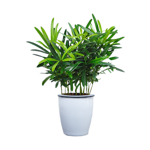 罗汉松花卉盆栽绿植米叶造型盆景室内办公水培好养四季常青耐寒旱