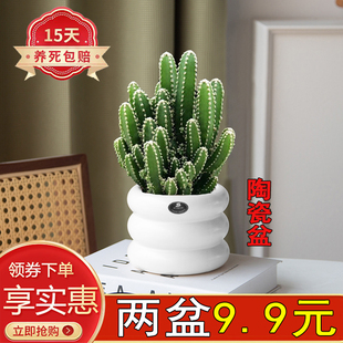 万重山多肉植物盆栽中式紫砂陶瓷盆室内净化空气电脑桌观赏好养活