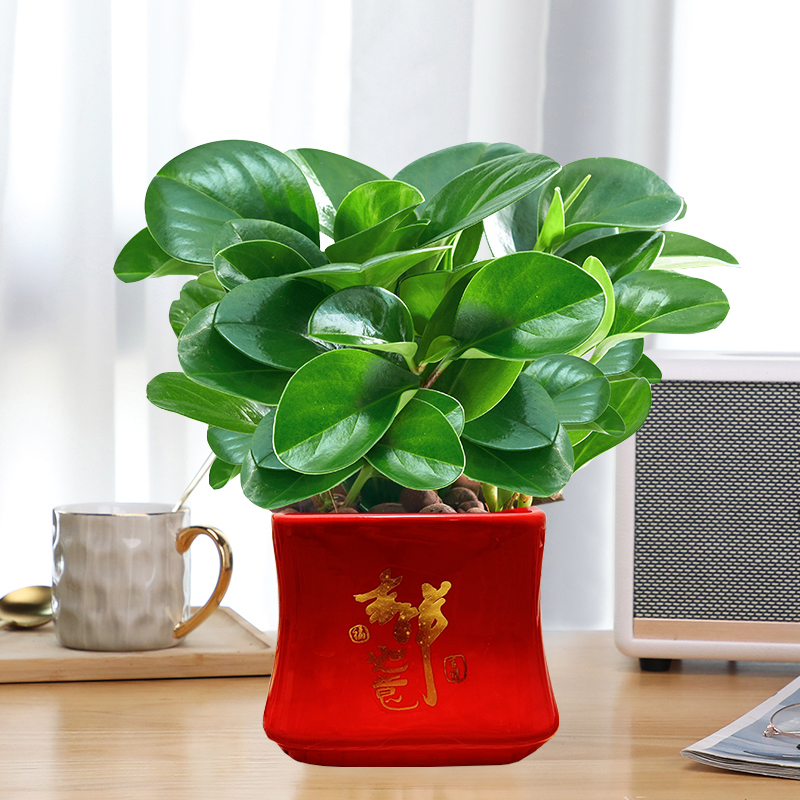 豆瓣绿室内四季常青除甲醛防辐射