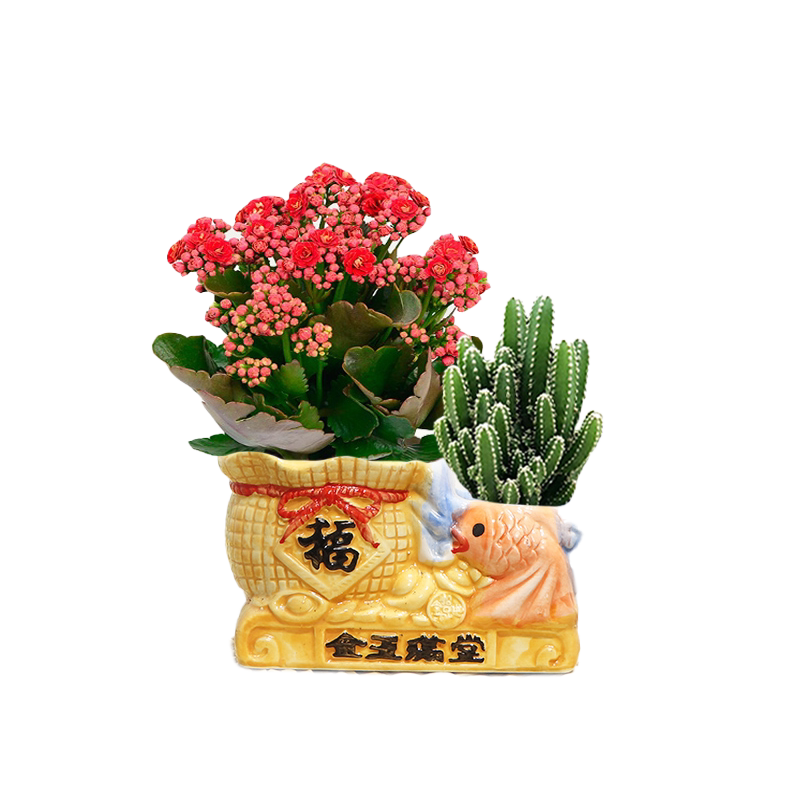 长寿花铁海棠多肉室内四季开花