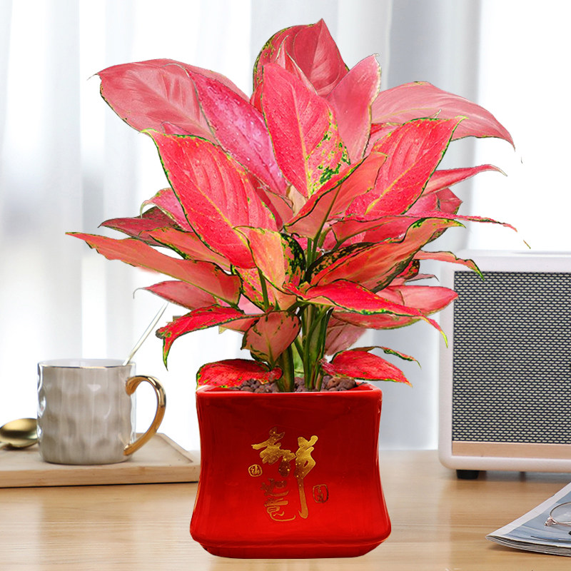 吉利红杜鹃发财树绿萝盆栽陶瓷花盆花卉绿植室内植物四季文竹栀子,鲜花速递/花卉仿真/绿植园艺,大型绿植/成品组合盆栽,淘宝优惠券,粉丝福利购,淘宝优惠卷