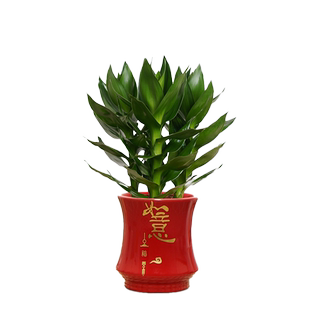 富贵竹荷花竹盆栽绿植室内客厅净化空气好养活美观步步高升陶瓷盆