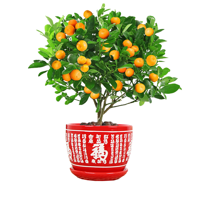 金桔树室内四季好养结果可食用