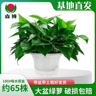 绿萝盆栽室内净化空气绿植